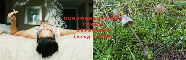 гашик Горняк