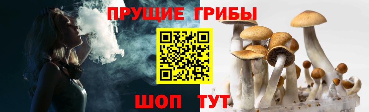 Псилоцибиновые грибы Cubensis  Егорьевск  Псилоцибиновые грибы Psilocybe 